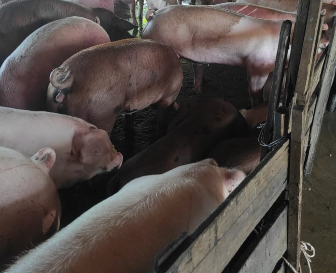 Tanpa Dokumen Resmi, Kapal Pengangkut Babi di Pontianak Tuai Polemik!
