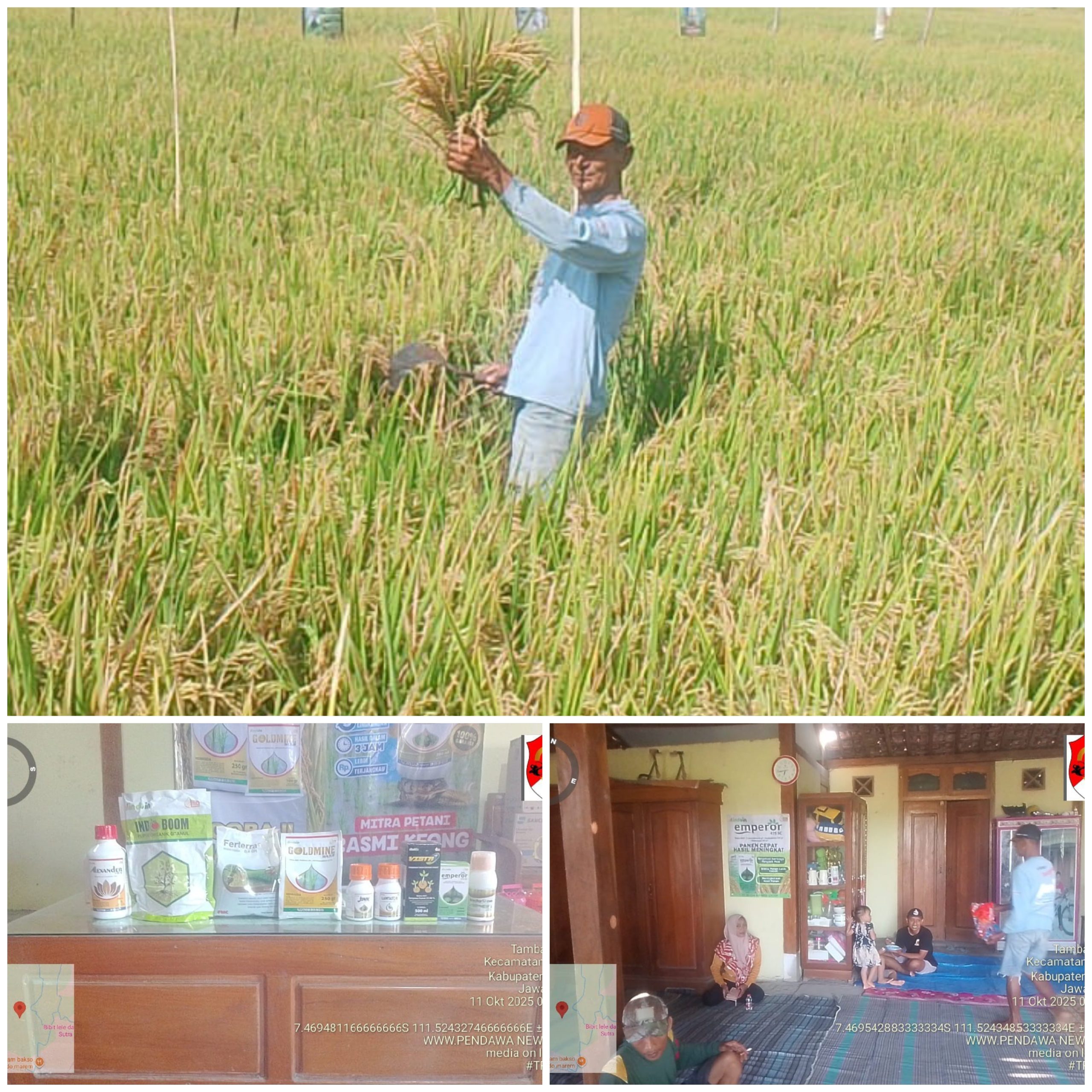 Panen Raya Didukung PT. INDOIN Sangat Membantu Masyarakat.